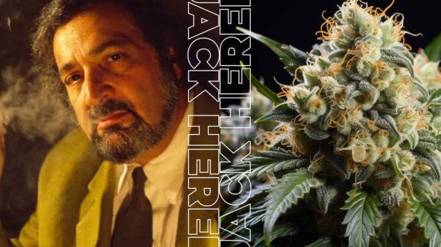 Jack Herer, legendary cannabis activist, standing beside a Jack Herer cannabis plant, representing the iconic Sativa strain available at CREAM dispensary in Jersey City.
