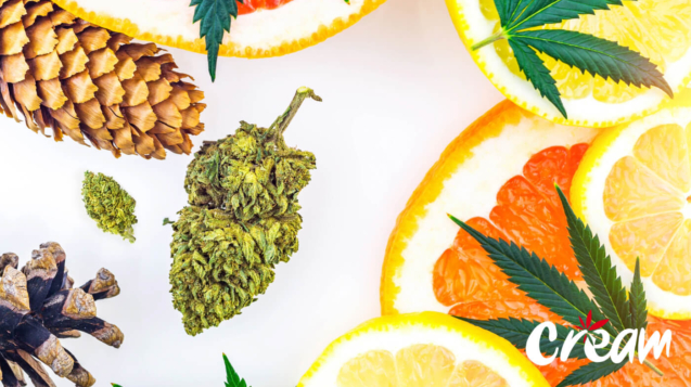 Pines, cannabis nugs, citrus fruits, marijuana leaves, and Cream logo, showcasing the diverse terpene profiles and quality of our marijuana products.