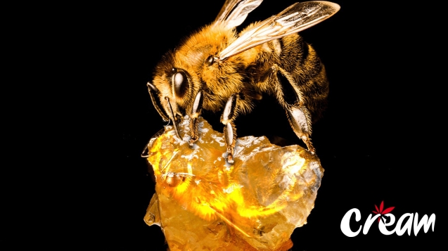 Bee sitting on a cannabis extract at CREAM cannabis dispensary in Jersey City.